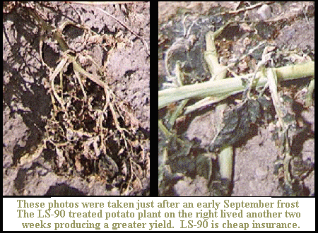 LS-90 treated spuds survived heave frost