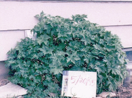 The same plant in May